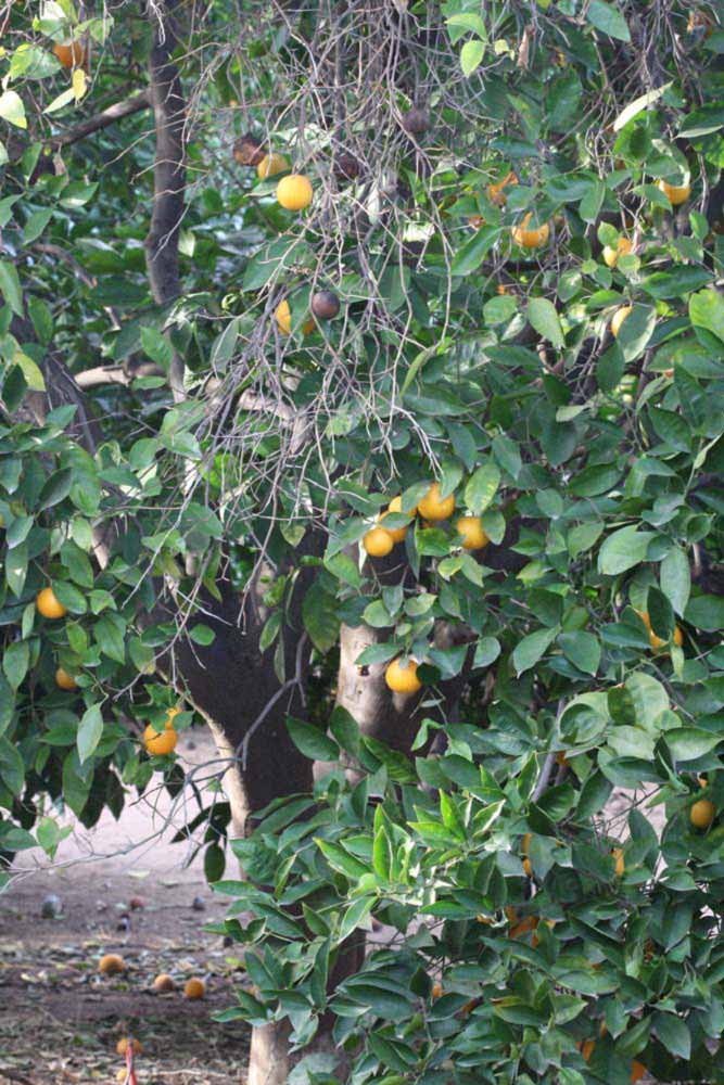            Habit (Riverside, CA)   